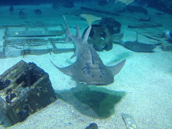 Adventure Aquarium