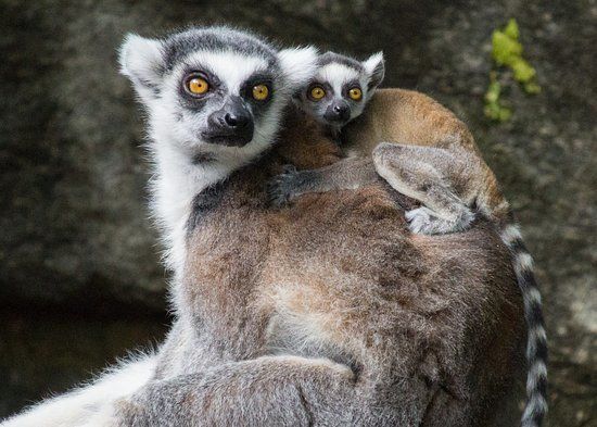 Zoo de Philadelphie
